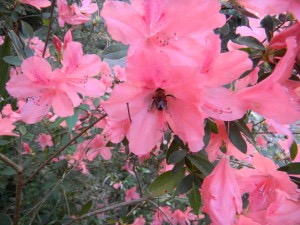bee-in-flower-still