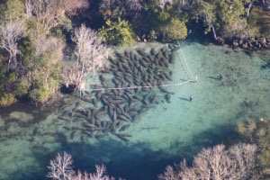 Manatees in Three Sisters Springs (photo courtesy of USFWS)