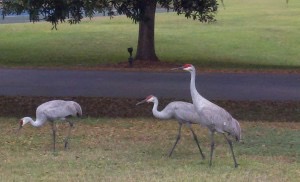 Migrating Sandhill Cranes are back...